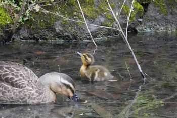 Eastern Spot-billed Duck 埼玉県 Sun, 5/12/2024