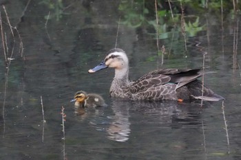 Eastern Spot-billed Duck 埼玉県 Sun, 5/12/2024