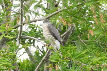 Japanese Sparrowhawk 埼玉県 Sun, 5/12/2024