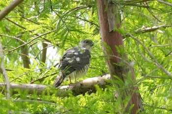 Japanese Sparrowhawk 埼玉県 Sun, 5/12/2024