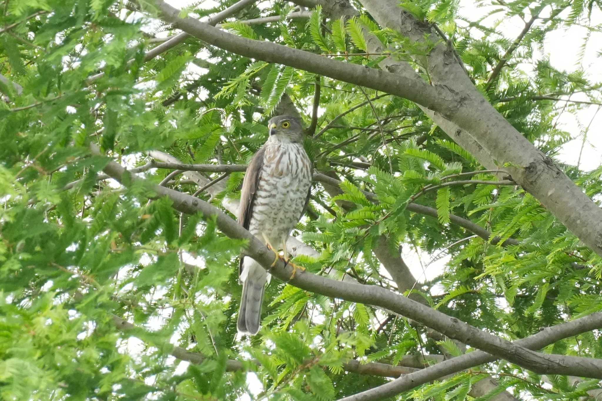 Photo of Japanese Sparrowhawk at 埼玉県 by どばと