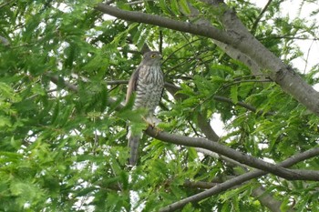 Japanese Sparrowhawk 埼玉県 Sun, 5/12/2024