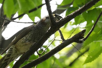 Brown-eared Bulbul 埼玉県 Sun, 5/12/2024