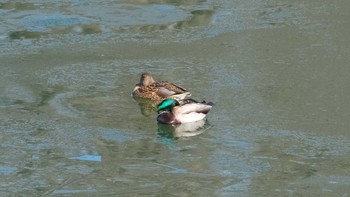 マガモ 丹生湖 2019年1月13日(日)