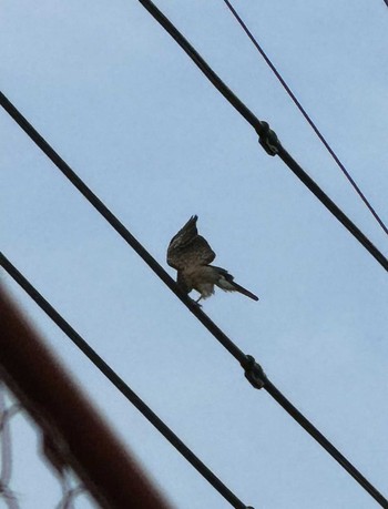 2024年6月8日(土) 徒歩圏内n(23区西部)の野鳥観察記録