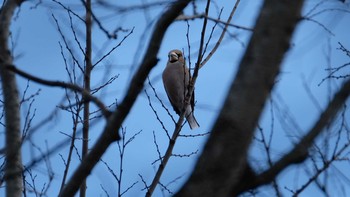 シメ 丹生湖 2019年1月13日(日)