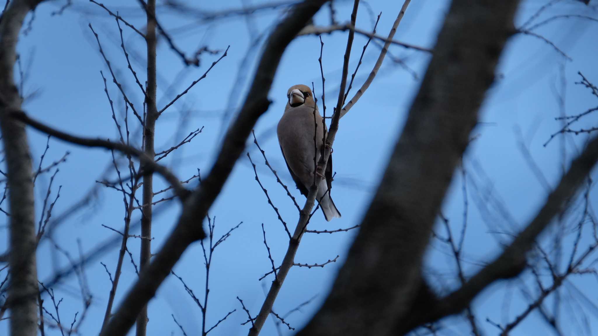 Hawfinch