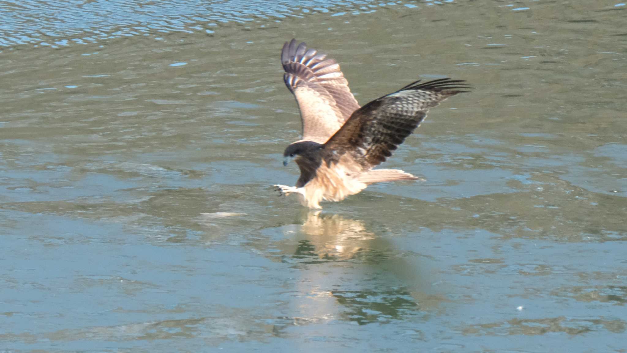 Black Kite