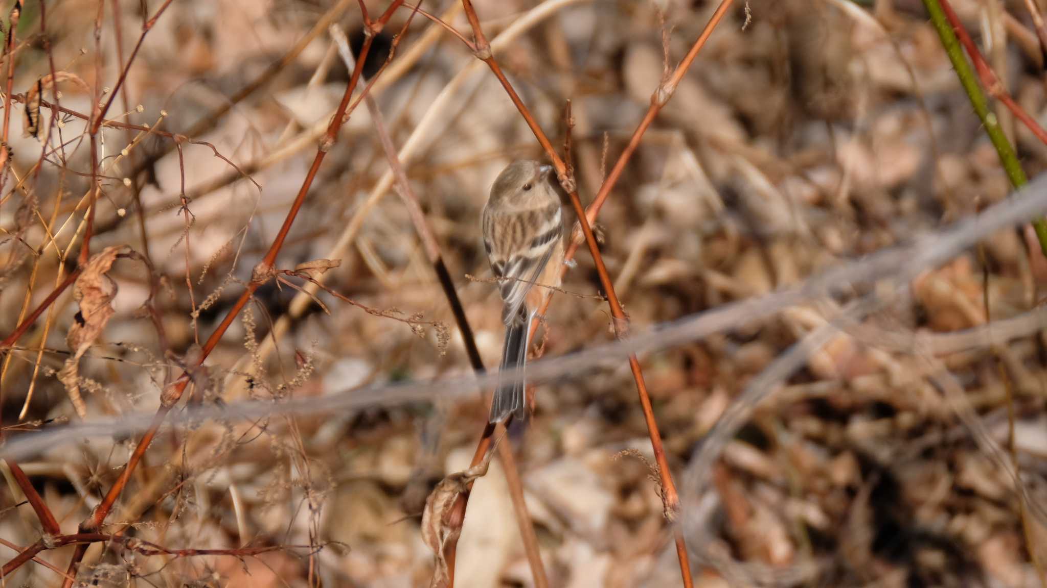 Siberian Long-tailed Rosefinch