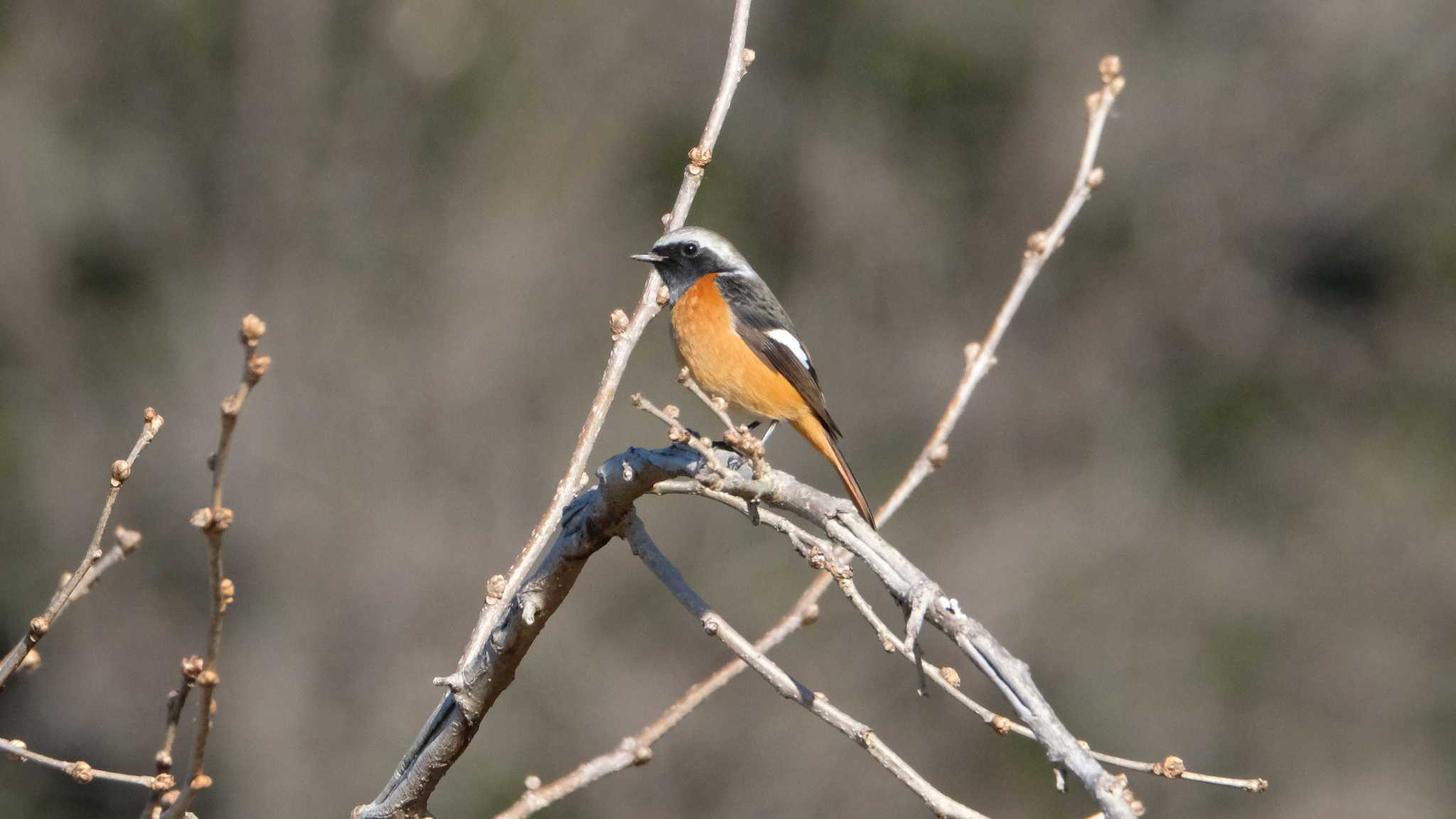 Photo of Daurian Redstart at 丹生湖 by ko1smr