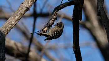 コゲラ 丹生湖 2019年1月13日(日)