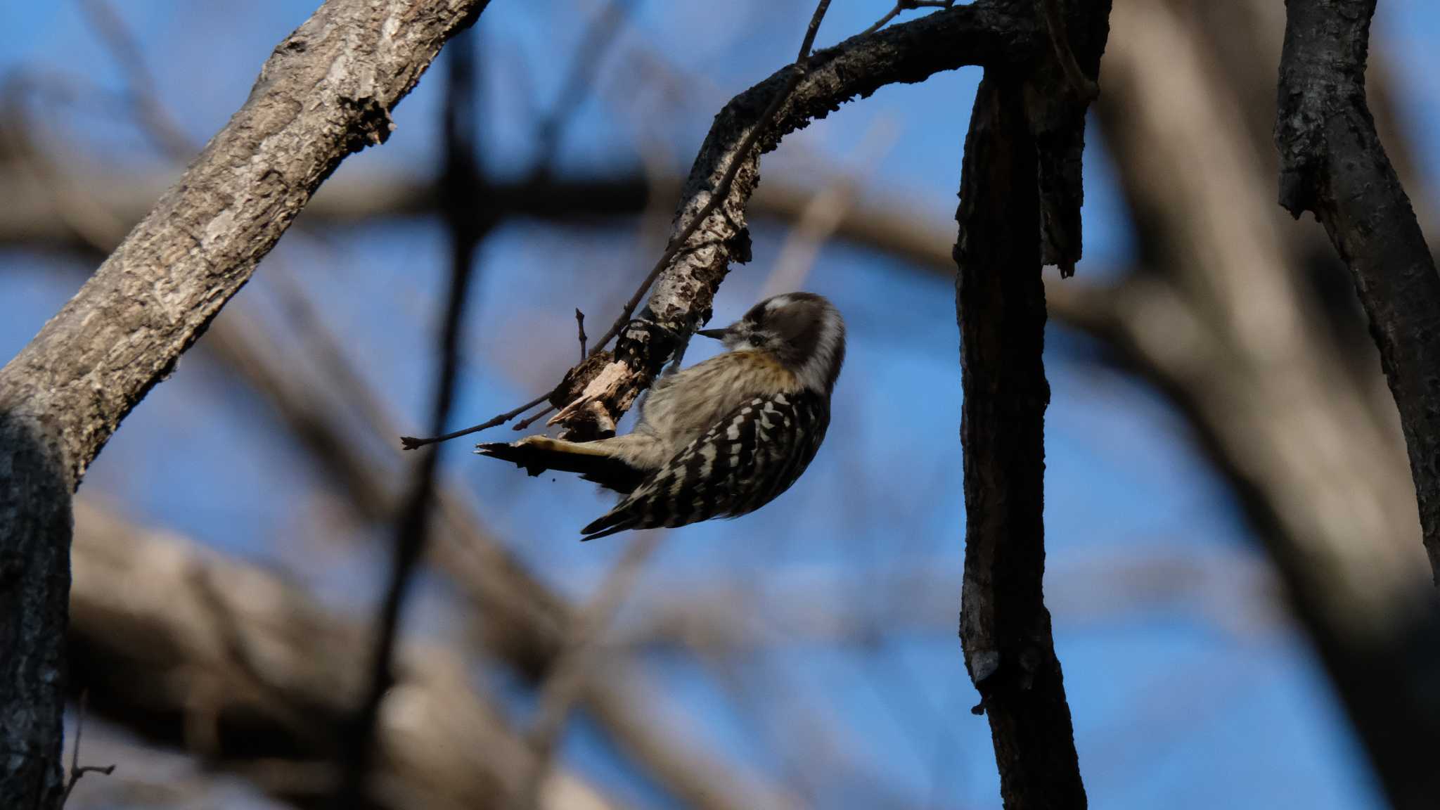 Japanese Pygmy Woodpecker