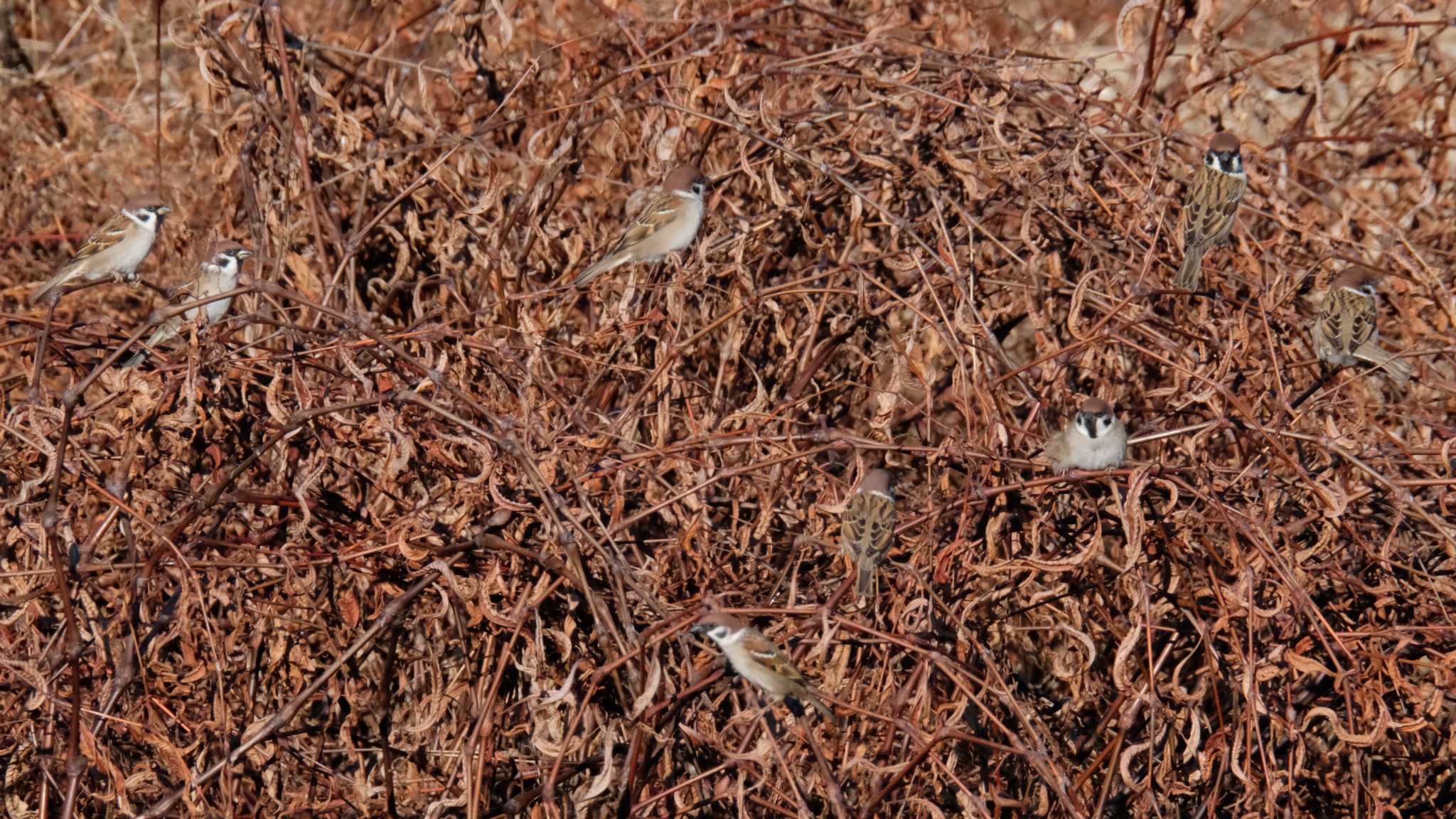 Eurasian Tree Sparrow