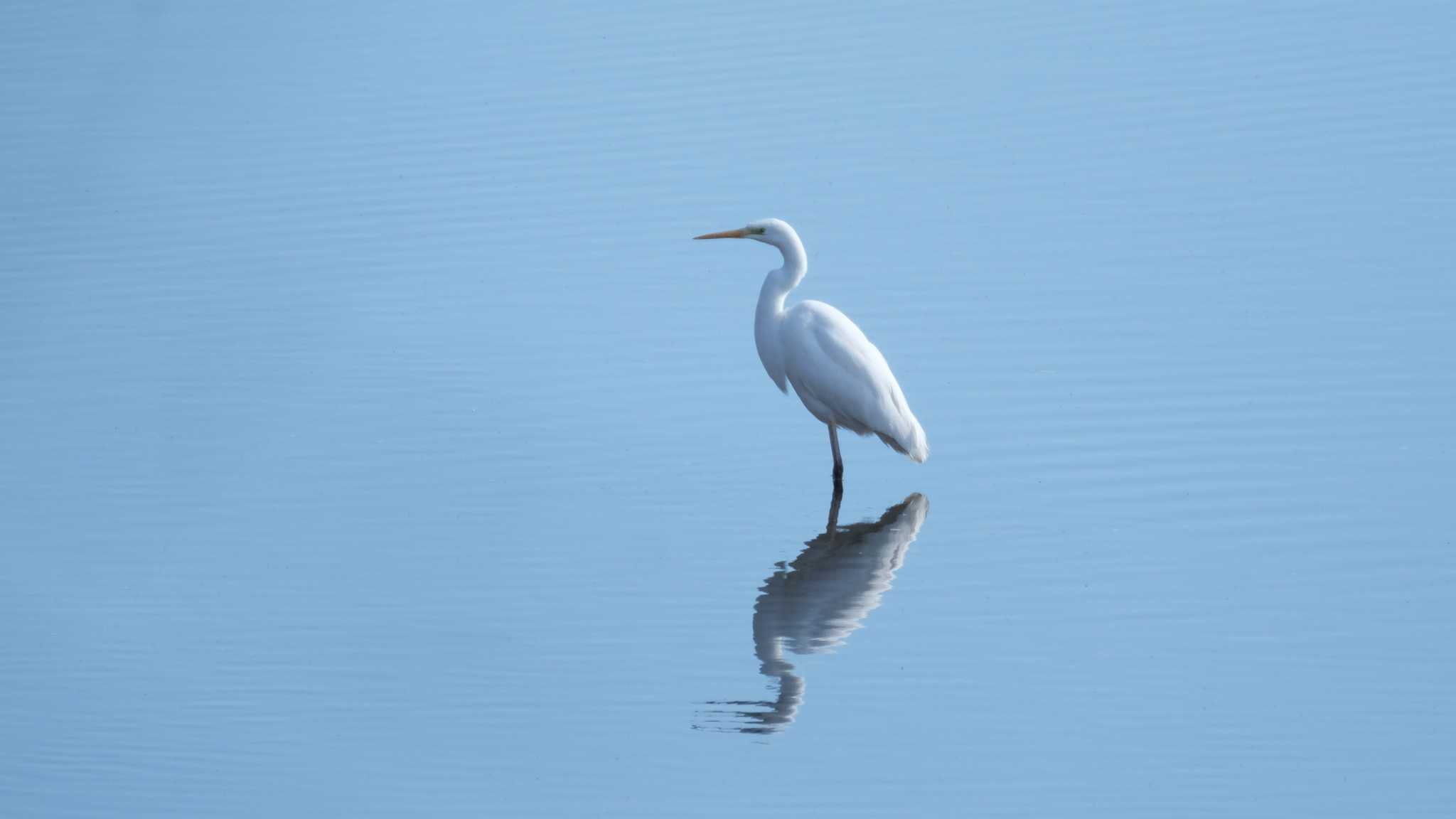 Photo of Great Egret at 丹生湖 by ko1smr