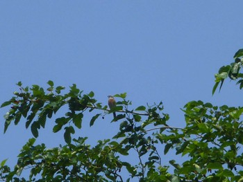 2024年6月8日(土) 取手緑地運動公園の野鳥観察記録