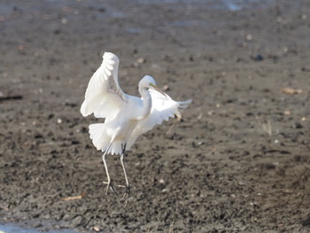 Great Egret 山田池公園 Mon, 1/14/2019