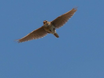 Sat, 6/15/2024 Birding report at 加須未来館