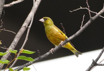 2024年6月8日(土) 泉大津の野鳥観察記録