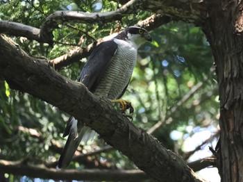 Sat, 6/8/2024 Birding report at 三保市民の森