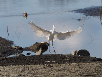 Great Egret 山田池公園 Mon, 1/14/2019