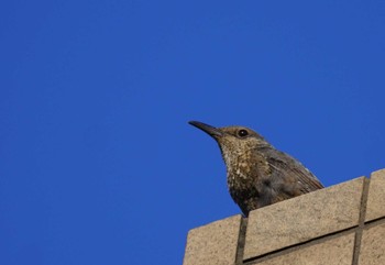 Fri, 6/7/2024 Birding report at 大阪