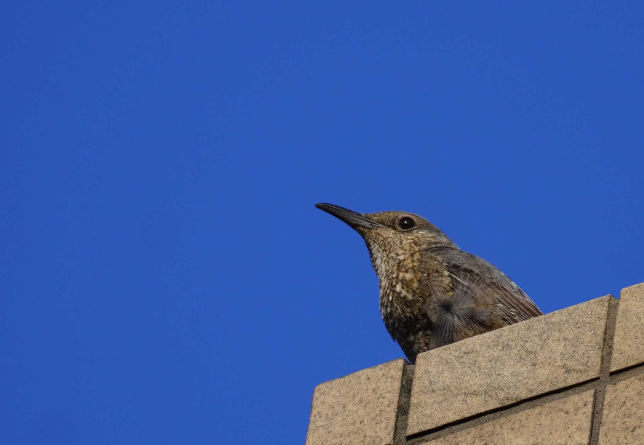 Blue Rock Thrush