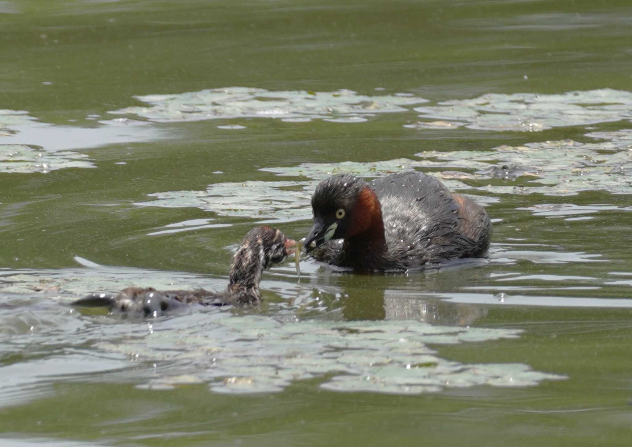 Little Grebe