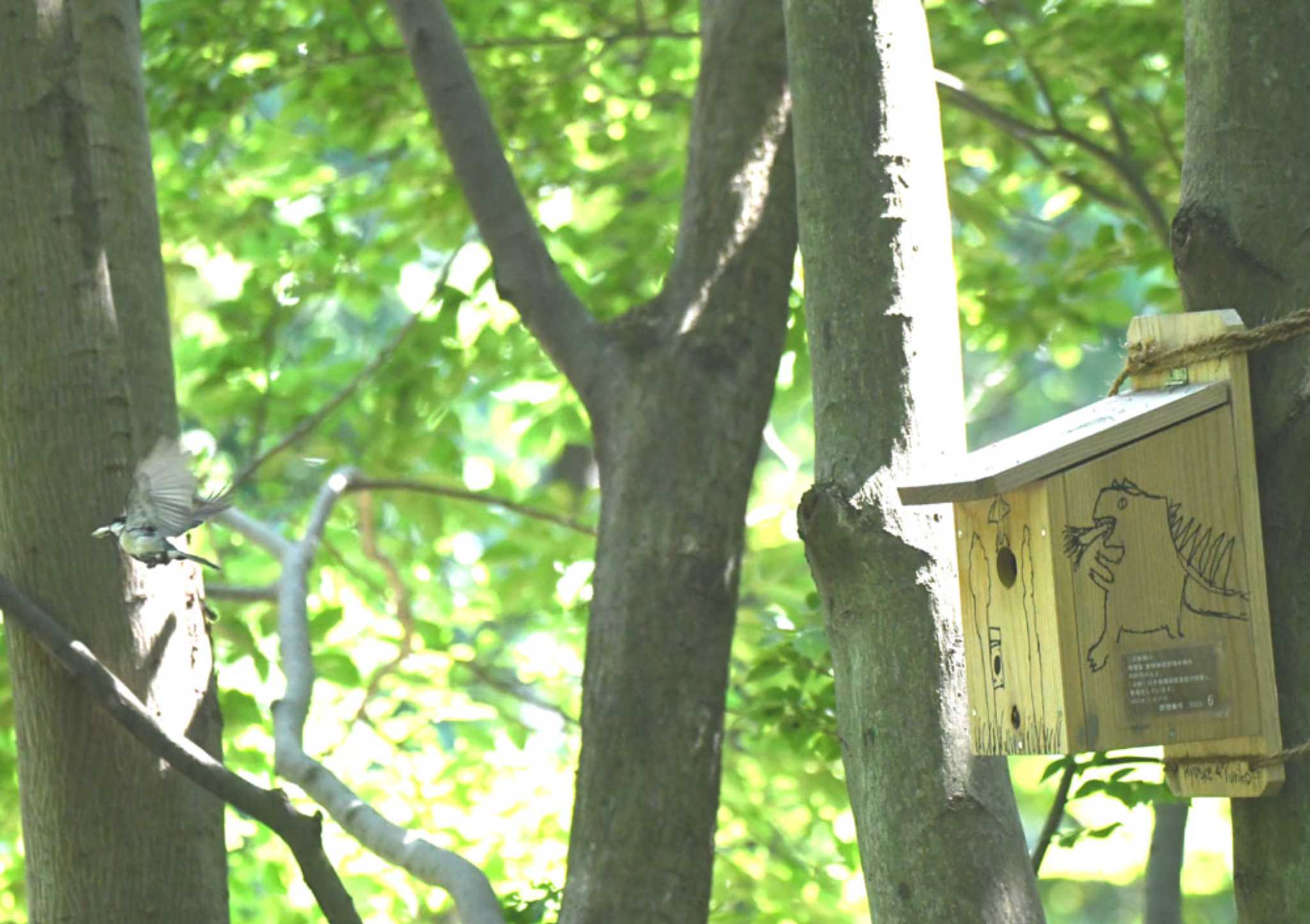 Japanese Tit