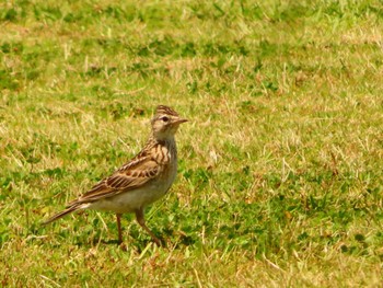 Sat, 6/8/2024 Birding report at 酒匂川河口