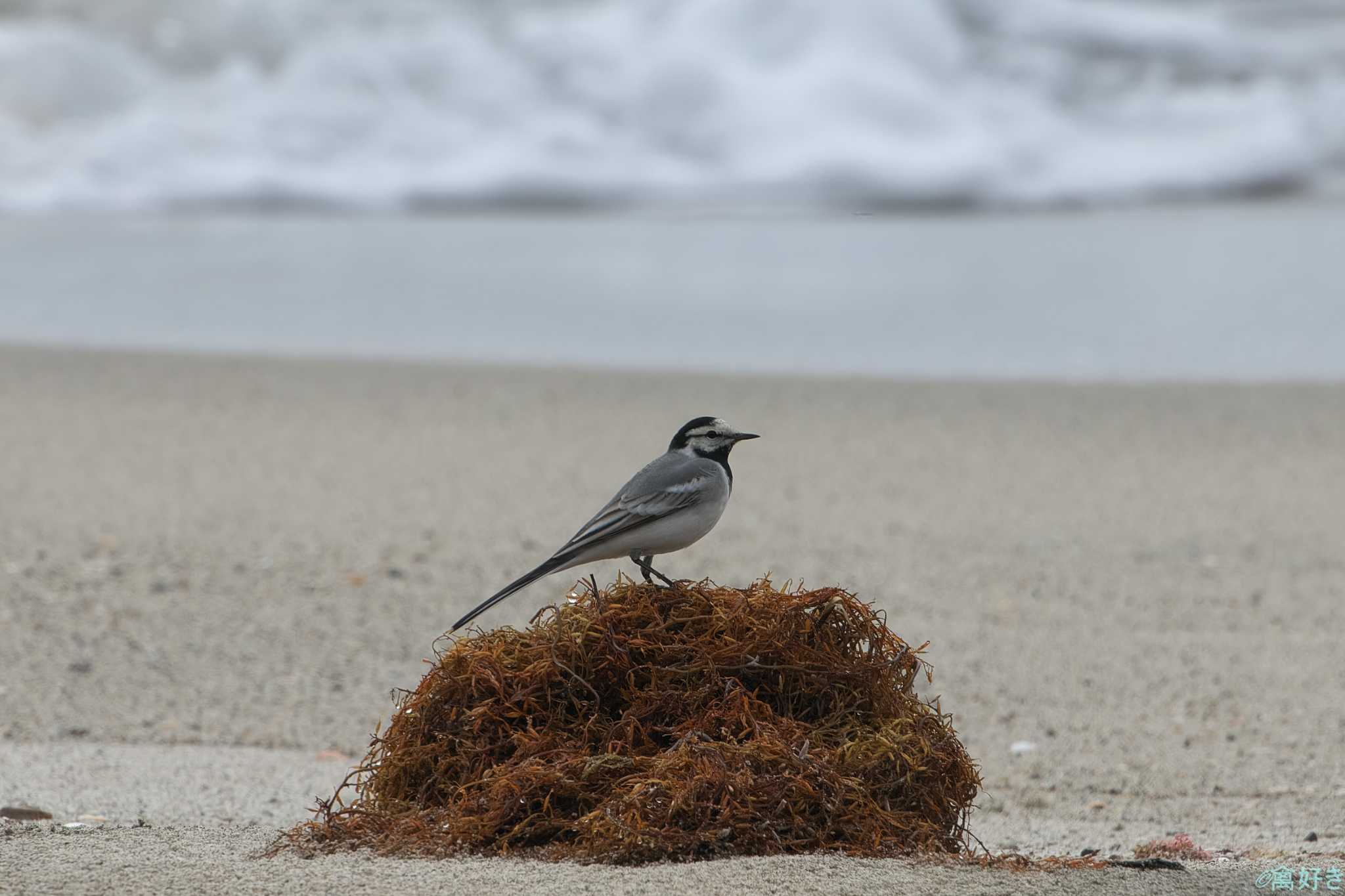 White Wagtail(ocularis)