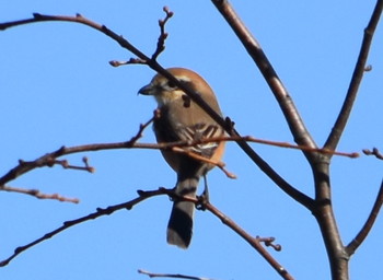 モズ 播磨中央公園(兵庫県) 2019年1月14日(月)