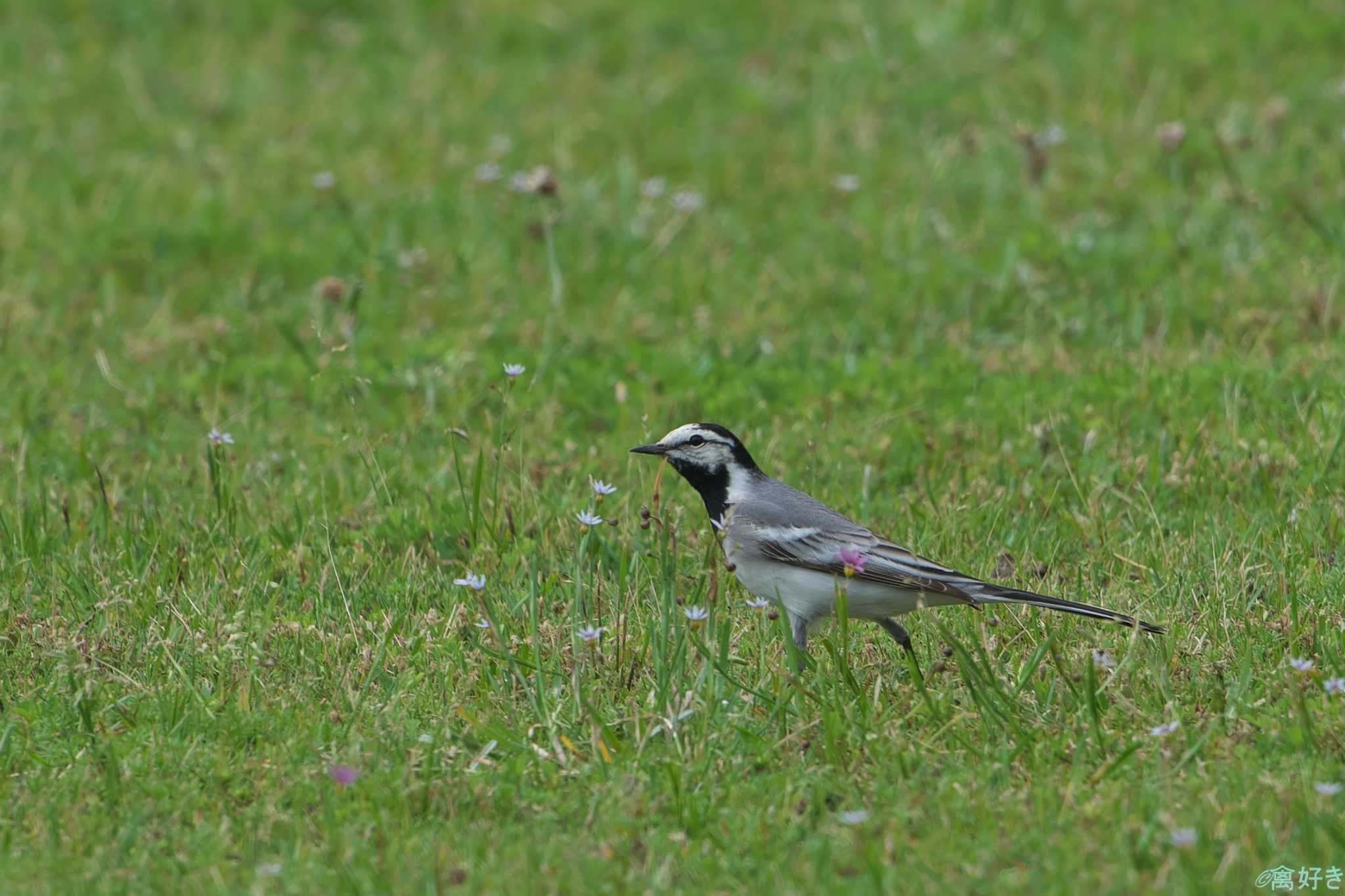 White Wagtail(ocularis)