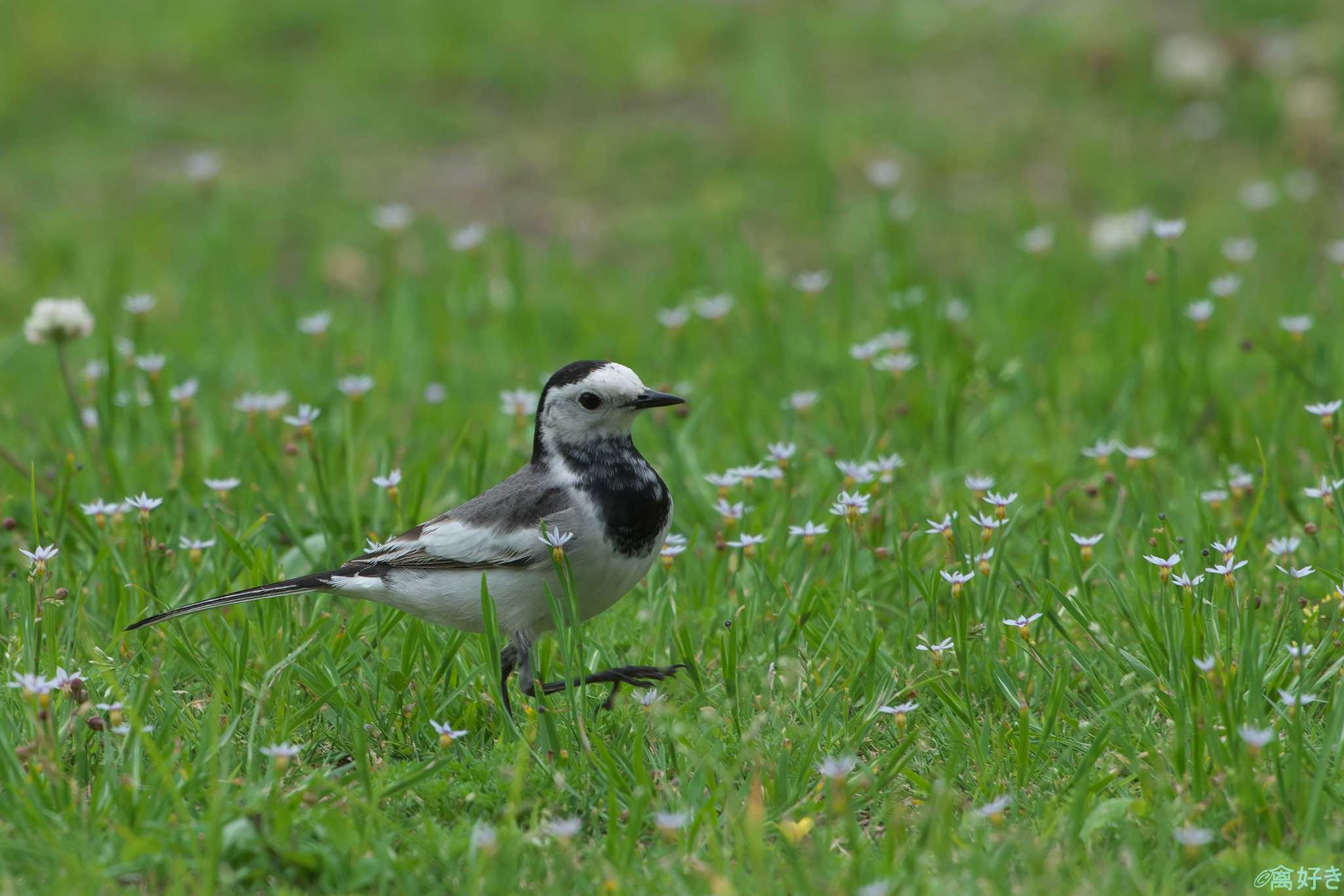 White Wagtail(leucopsis)