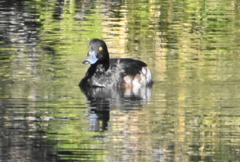 ハシビロガモ 播磨中央公園(兵庫県) 2019年1月14日(月)