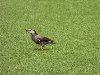 Sat, 6/8/2024 Birding report at 駒沢オリンピック公園