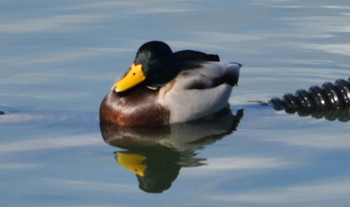 ハシビロガモ 播磨中央公園(兵庫県) 2019年1月14日(月)