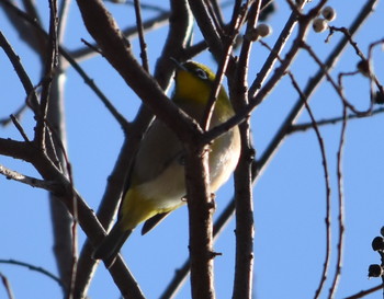 メジロ 播磨中央公園(兵庫県) 2019年1月14日(月)