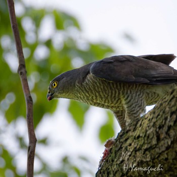 Sat, 6/8/2024 Birding report at 東京都内の都市公園