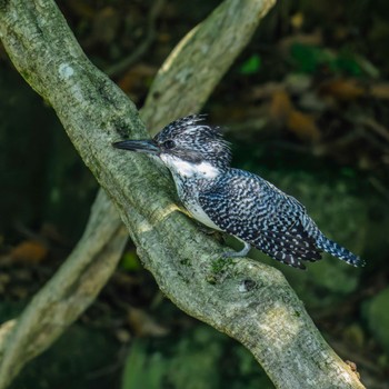 Crested Kingfisher 平成榛原子供のもり公園 Sat, 6/8/2024