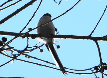 エナガ 播磨中央公園(兵庫県) 2019年1月14日(月)