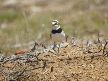 Sat, 6/8/2024 Birding report at 平塚田んぼ