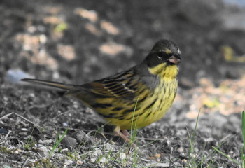 アオジ 播磨中央公園(兵庫県) 2019年1月14日(月)