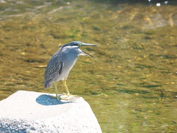 Striated Heron 入間市霞川 Sat, 6/8/2024