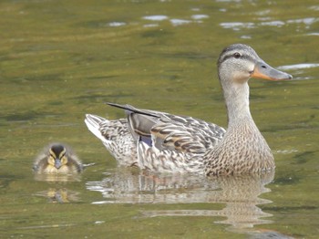 2024年6月8日(土) 京都市宝ヶ池公園の野鳥観察記録