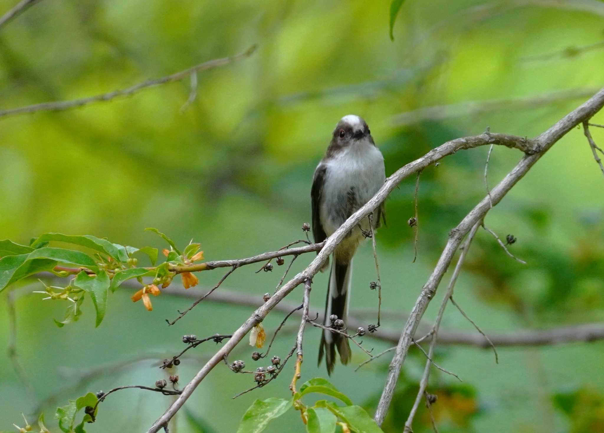 Long-tailed Tit