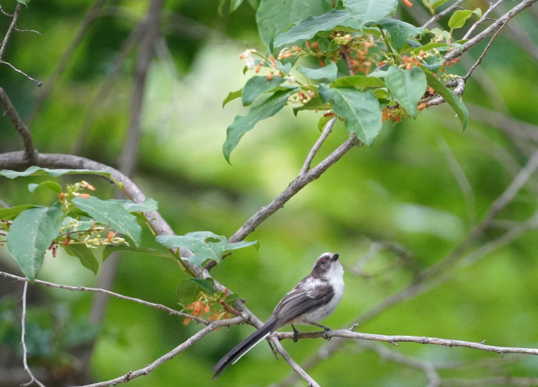 Long-tailed Tit