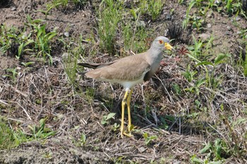 2024年6月1日(土) 渡良瀬遊水地の野鳥観察記録