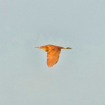 Tue, 6/4/2024 Birding report at Pathum Thani Rice Research Center