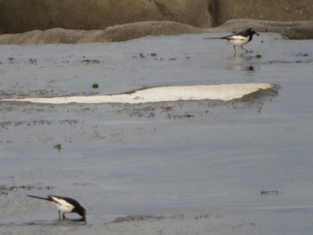 2024年6月8日(土) 多摩川二ヶ領宿河原堰の野鳥観察記録