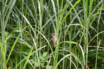 2024年6月1日(土) 渡良瀬遊水地の野鳥観察記録